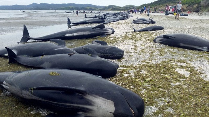 Hundreds of whales wash up dead on New Zealand beach 